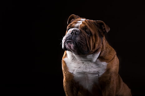 портрет, куче, булдог, черен фон, английски булдог, HD тапет HD wallpaper