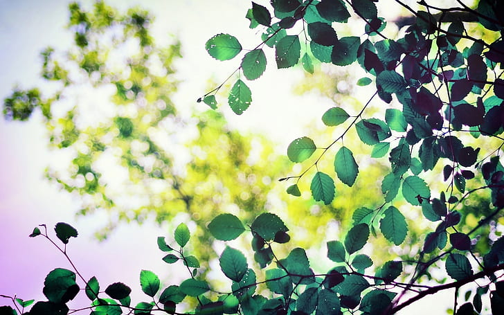Green leaves, sunlight, bokeh, Green, Leaves, Sunlight, Bokeh, HD wallpaper
