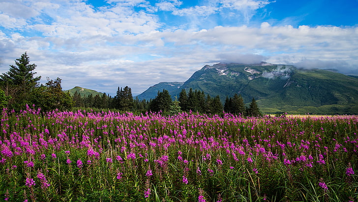 Пролетни ливадни цветя с лилави дървета Планина с вечнозелена гора, небе с бели облаци Национален парк Аляска Hd Тапети за лаптоп Широкоекранен Безплатно изтегляне, HD тапет