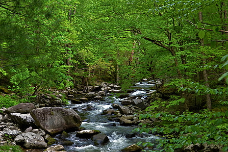 green leafed trees on forest during daytime, Tremont, Middle, Prong, green, trees, forest, daytime, Great Smoky, Smoky Mountain National Park, Little River, water, stream, rocky, outdoors, geotag, nature, river, tree, waterfall, landscape, scenics, rock - Object, green Color, HD wallpaper HD wallpaper