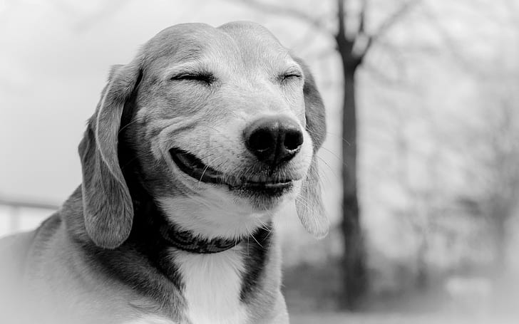 Smiling Dog, HD wallpaper
