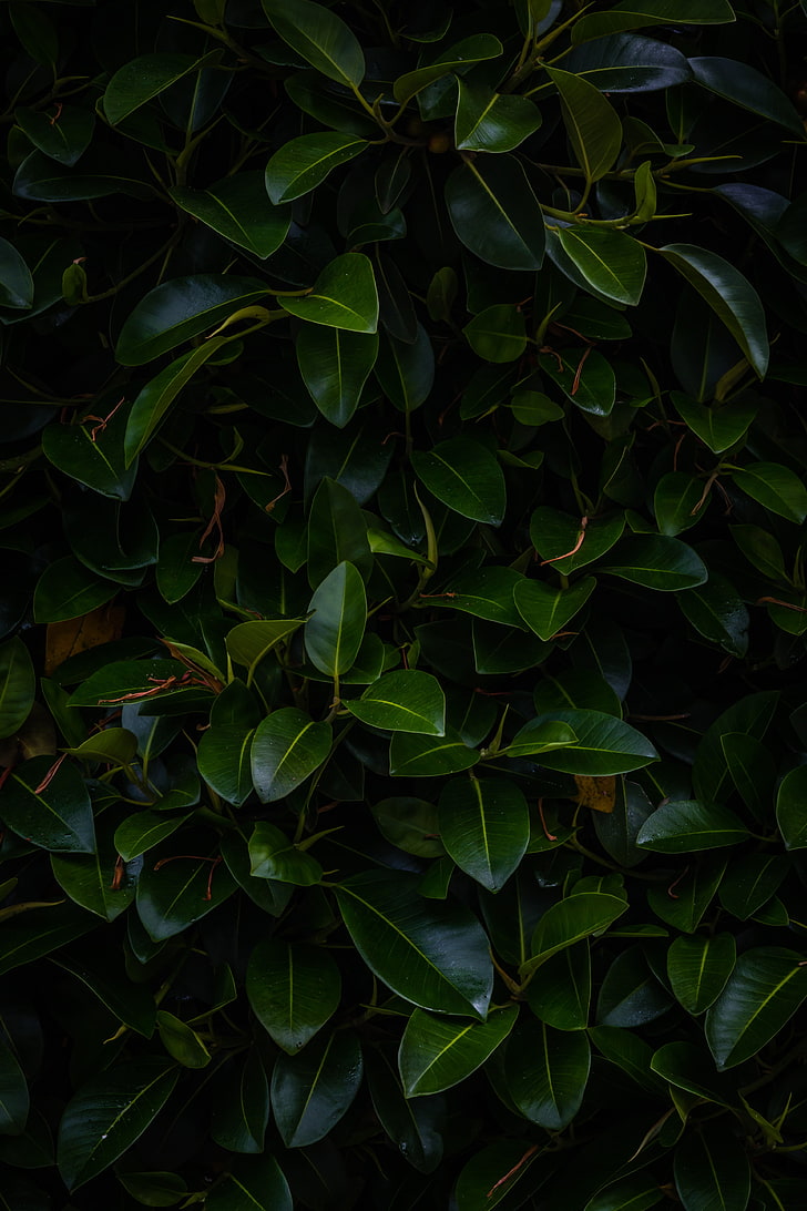 green leafed plant, leaves, plant, green, dark, branches, HD wallpaper