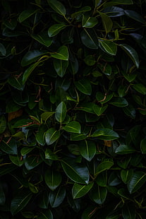 planta folheada verde, folhas, planta, verde, escuro, ramos, HD papel de parede HD wallpaper