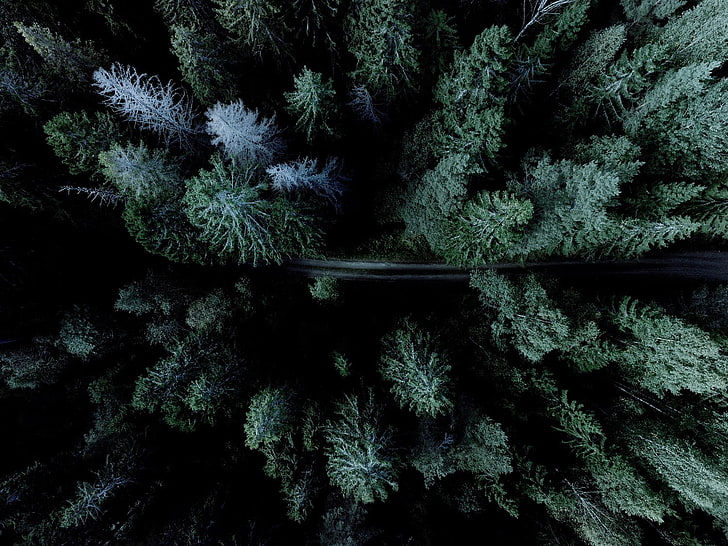 hutan, jalan, drone, pemandangan udara, Wallpaper HD