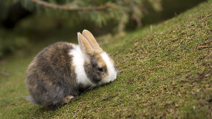 white and black rabbit, rabbit, grass, eating, walk, spotted, HD wallpaper