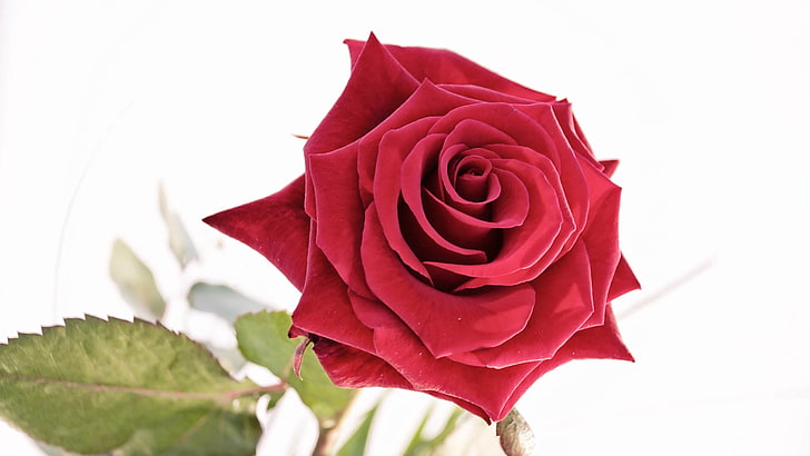 rote hybride Teerosenblume, Rose, Knospe, Rot, Blumenblätter, schön, HD-Hintergrundbild