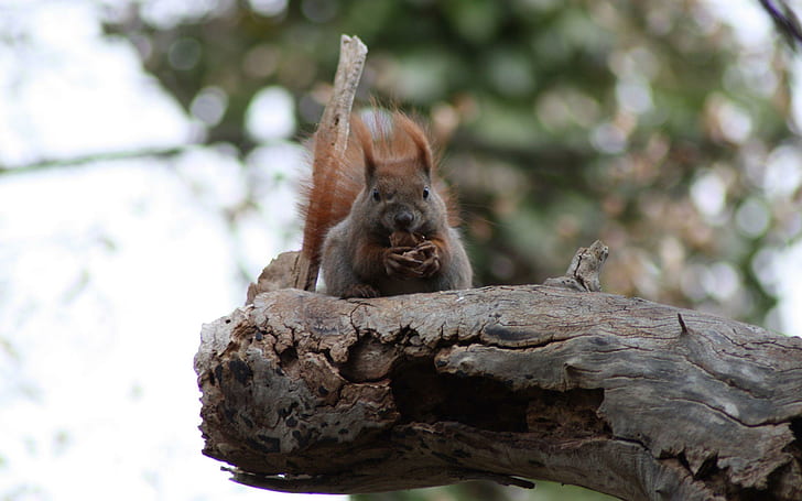 Willst du etwas zu Mittag essen ?, Eichhörnchen, Natur, Baum, Tiere, HD-Hintergrundbild