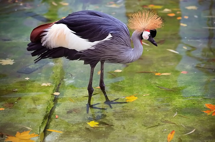 black and white bird, crane, heron, stork, feathers, water, HD wallpaper