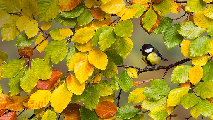 czarno-żółty ptak, jesień, drzewa, ptaki, zwierzęta, Tapety HD