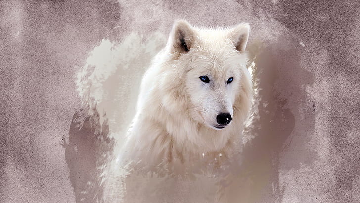 The Wolf, wolf, HD wallpaper