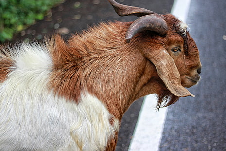 cabra marrón y blanca, cabra, lana, animal, cuernos, Fondo de pantalla HD HD wallpaper