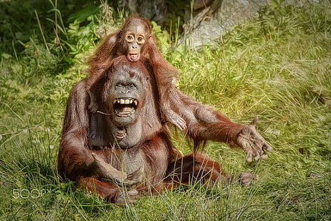 apes, animals, baby animals, orangutans, HD wallpaper HD wallpaper