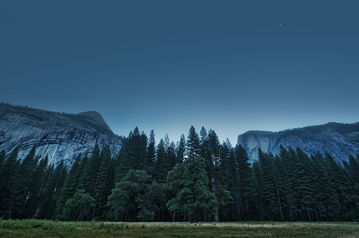 緑の木々、木、森、山、アメリカ、カリフォルニア、ヨセミテ渓谷、国立公園、 HDデスクトップの壁紙