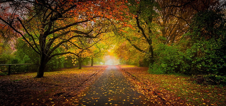 betonowa droga między drzewami pod jasnym niebem w ciągu dnia, natura, krajobraz, droga, jesień, liście, mgła, drzewa, tunel, krzewy, płot, poranek, kolorowe, Tapety HD