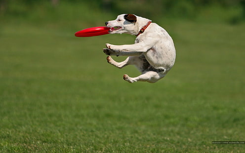 zwierzęta, pies, skoki, trawa, Jack Russell Terrier, Frisbee, Tapety HD HD wallpaper