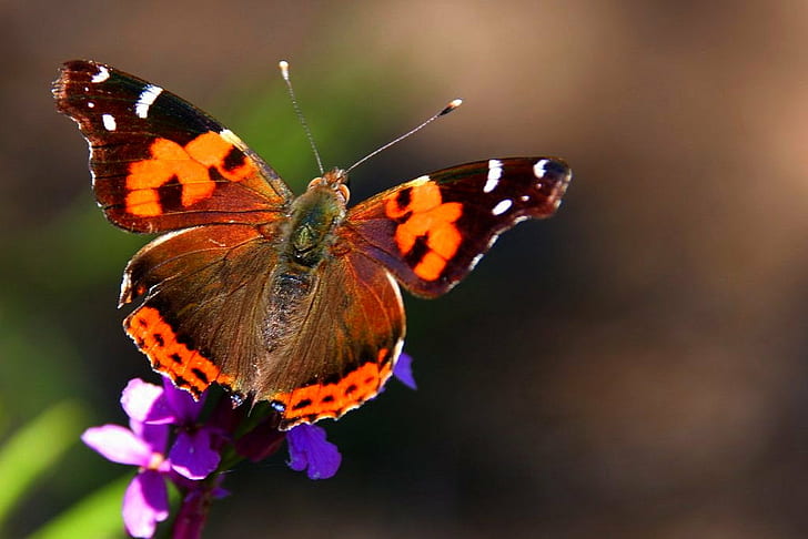 оранжева, бяла, кафява, сива и лилава пеперуда, Гран Канария, Гран Канария, насекомо, природа, пеперуда - Насекомо, животно Крило, животно, красота В природата, едър план, многоцветно, макро, лято, HD тапет