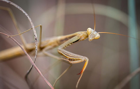 สัตว์แมลงตั๊กแตนตำข้าว, วอลล์เปเปอร์ HD HD wallpaper