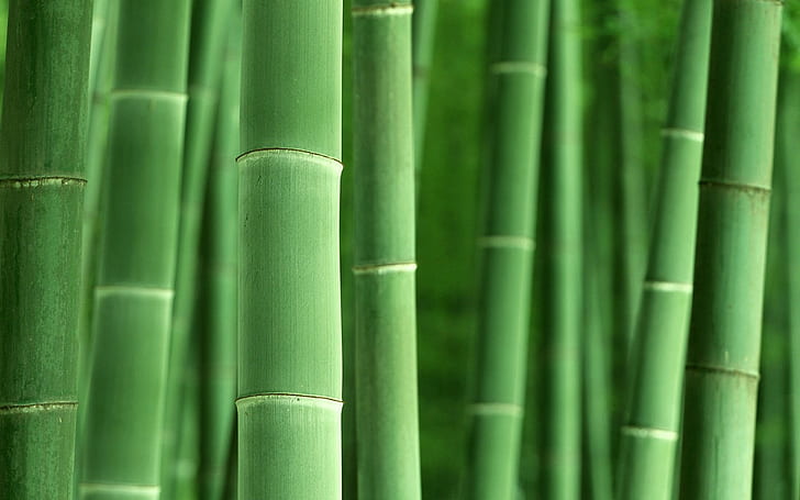 makro, bambu, växter, natur, grön, HD tapet