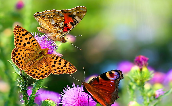 Fluttering Butterflies, Animals, Insects, Butterfly, Flowers, fluttering, HD wallpaper