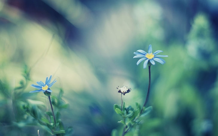 duas flores de pétalas azuis, flores, natureza, profundidade de campo, flores azuis, HD papel de parede
