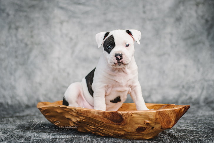 anjing, anak anjing, amstaff, American Staffordshire Terrier, Wallpaper HD