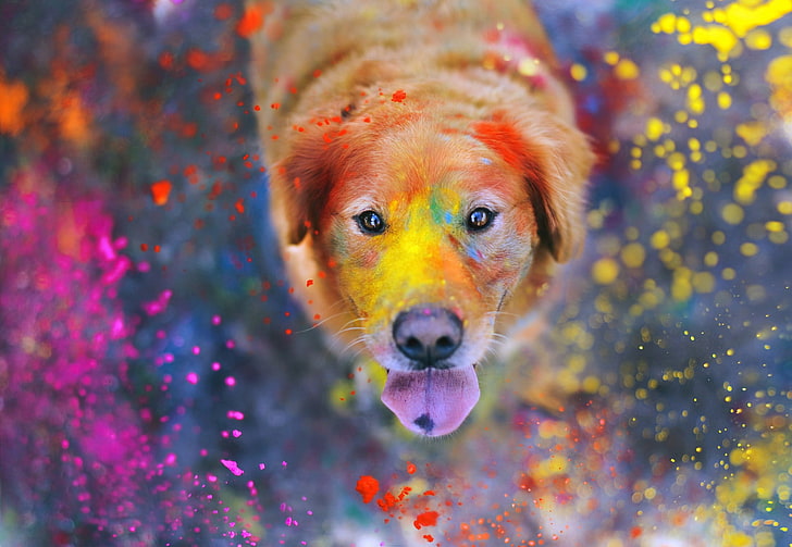 short-coated brown dog, animals, dog, paint splatter, colorful, tongues, bokeh, dust, Labrador Retriever, looking at viewer, looking up, photography, HD wallpaper