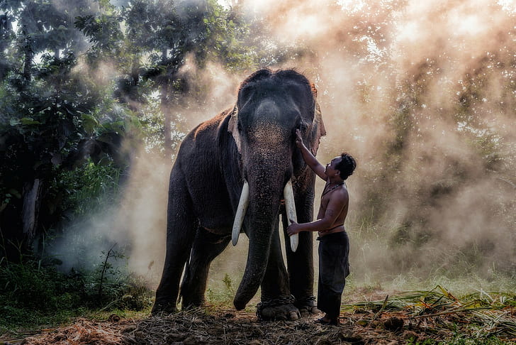 Elefant, Tiere, Thailand, HD-Hintergrundbild