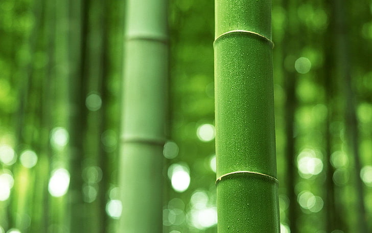 batang bambu, bambu, batang, batang, hijau, Wallpaper HD