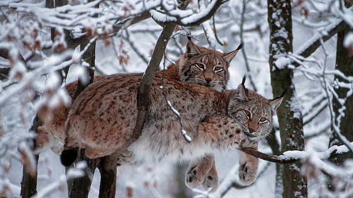 hewan, mamalia, salju, pohon, kucing hutan, lynx, Wallpaper HD
