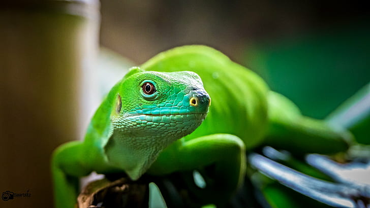 iguana verde, vá com calma, parte 3, iguana verde, cores, coloridos, jardim zoológico, neunkirchen, camada, bokeh, parque selvagem, réptil, animal, animais selvagens, lagarto, natureza, verde cor, lagartixa, close-up, HD papel de parede