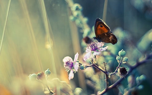 pintura de borboleta marrom, foto de coruja marrom empoleirada na flor, borboleta, flores, inseto, plantas, profundidade de campo, animais, HD papel de parede HD wallpaper
