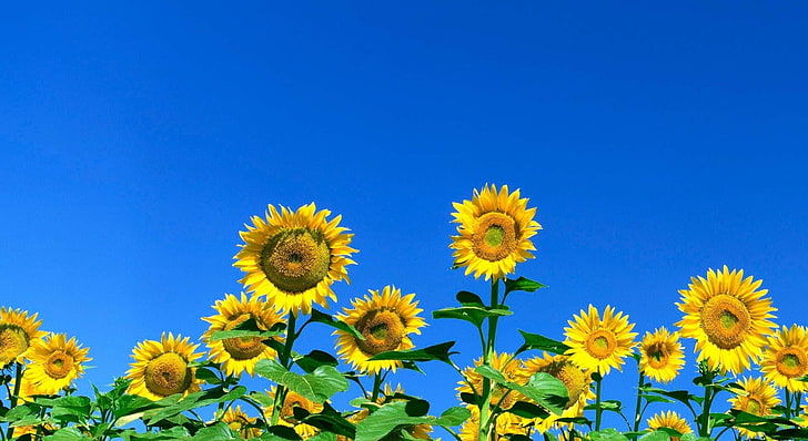 yellow sunflower, sunflowers, field, sky, summer, sunny, HD wallpaper