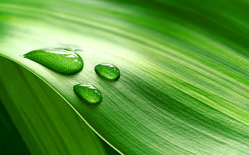 макро, листа, капки вода, вода, растения, зелено, HD тапет HD wallpaper