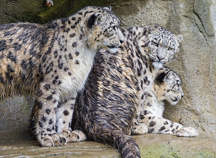 three brown, black, and white wild cats, cats, family, IRBIS, snow leopard, wet, Trinity, ©Tambako The Jaguar, HD wallpaper