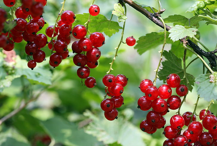 close up photo of red cherries, currants, currants, currants, close up, photo, red, cherries, fruit, food, nature, ripe, freshness, leaf, berry Fruit, summer, branch, organic, agriculture, plant, HD wallpaper