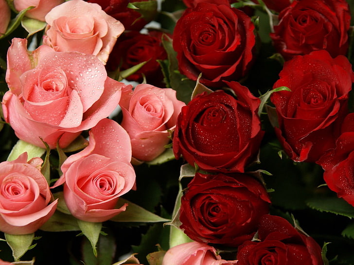 pink dan merah Bunga mawar, mawar, bunga, pink, merah, drop, kesegaran, Wallpaper HD