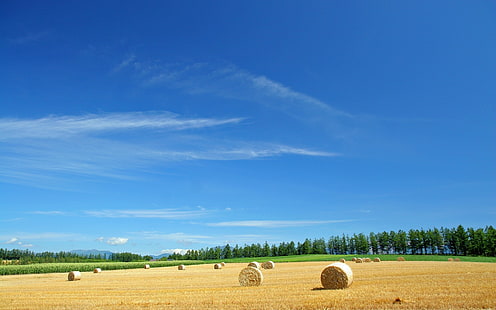several brown hays, field, economy, hay, straw, bales, summer, HD wallpaper HD wallpaper