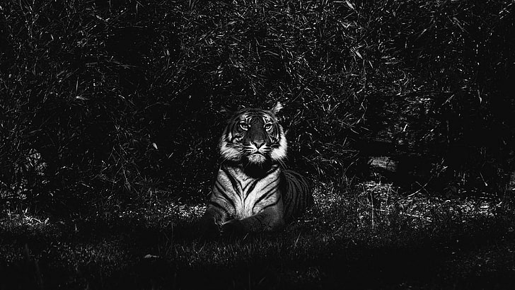 Tygrys, drapieżnik, dziki, zwierzę, kłamstwo, ciemny, czarno-biały, ciemność, monochromatyczna fotografia, fotografia, drzewo, monochromatyczny, Tapety HD