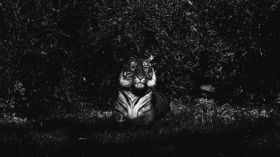 tigre, depredador, salvaje, animal, acostado, oscuro, blanco y negro, oscuridad, fotografía monocroma, fotografía, árbol, monocromo, Fondo de pantalla HD HD wallpaper