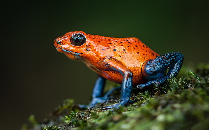 Płazy Truskawkowa Poison Dart Frog Znaleziona w Ameryce Środkowej Kostaryka 4k Ultra Hd Tv Tapeta na pulpit Laptop Tablet i telefony komórkowe 3840 × 2400, Tapety HD
