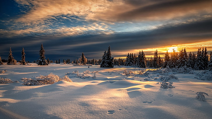 снежное поле с соснами, зима, лес, снег, закат, Норвегия, Лиллехаммер, HD обои