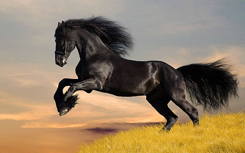 Кон, животни, черен кон, трева, бягане, фотография, кон, животни, черен кон, трева, бягане, фотография, HD тапет HD wallpaper