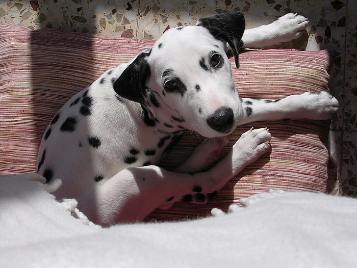 Dalmatian Puppi, dalmatian, puppi, hewan, Wallpaper HD