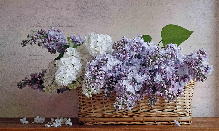 white and purple petaled flowers, lilacs, bloom, spring, flower, basket, poetry, HD wallpaper