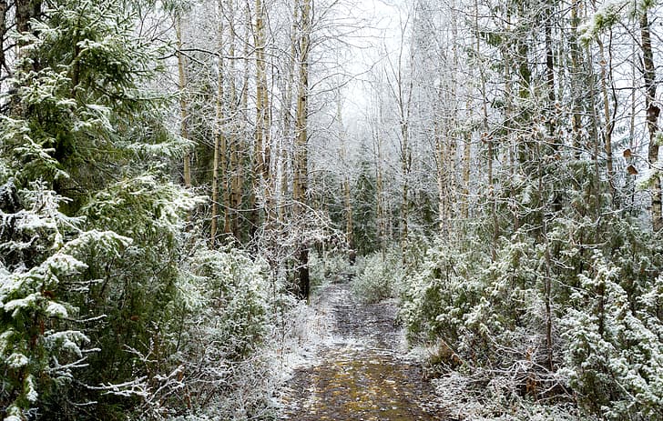 snow, path, trees, HD wallpaper