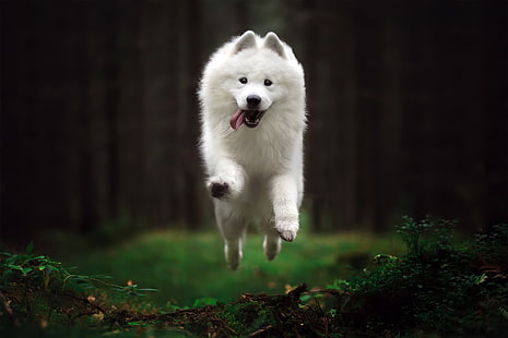  Dogs, Samoyed, Depth Of Field, Dog, Pet, HD wallpaper HD wallpaper