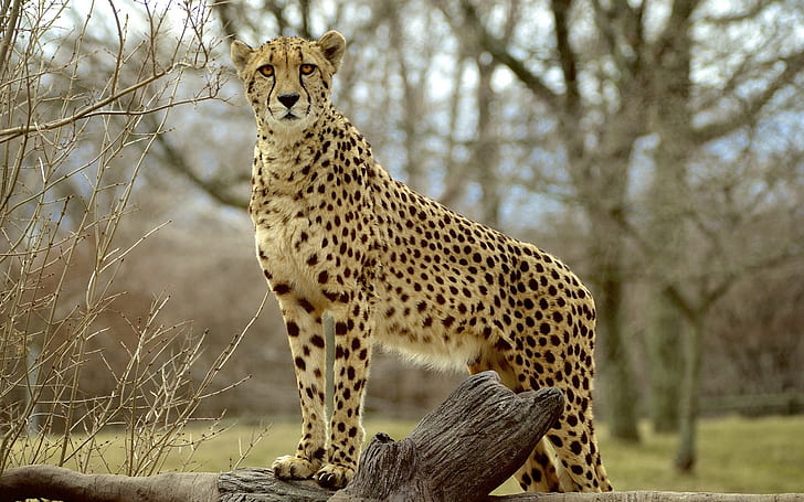 Animal photography, cheetah, predator, Animal, Photography, Cheetah, Predator, HD wallpaper