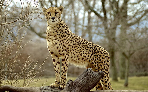 Fotografia zwierząt, gepard, drapieżnik, zwierzę, fotografia, gepard, drapieżnik, Tapety HD HD wallpaper
