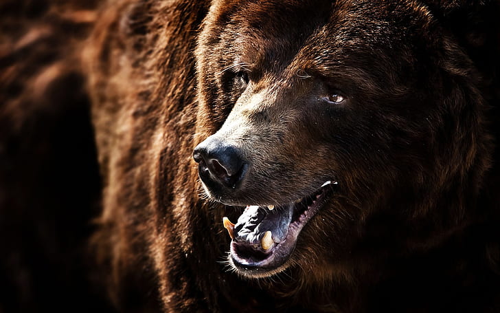 Stor brunbjörn, björn, HD tapet