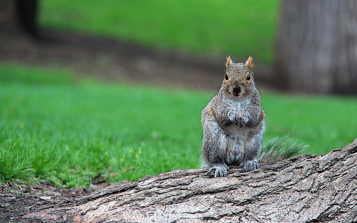 graues und braunes Eichhörnchen, Eichhörnchen, Bauholz, sitzen, warten, Gras, HD-Hintergrundbild